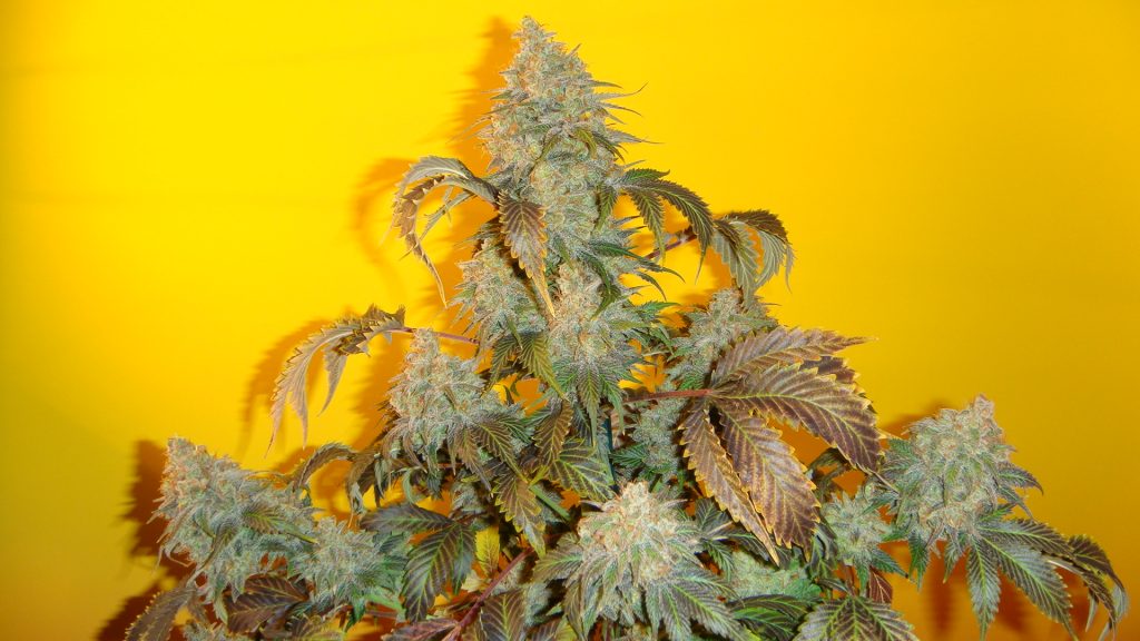 bubble gum strain males bubble gum strain males