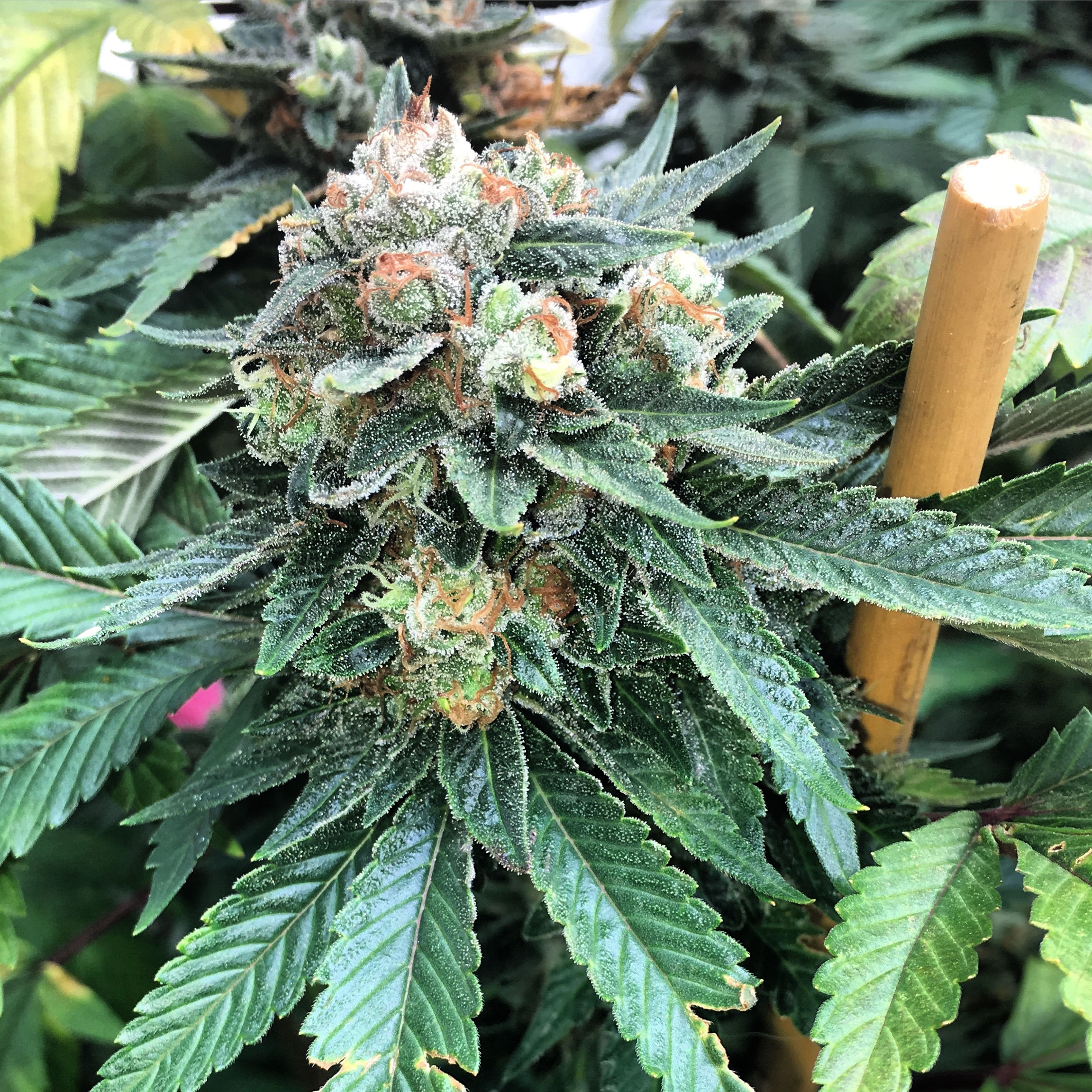old time bubble gum strain old time bubble gum strain