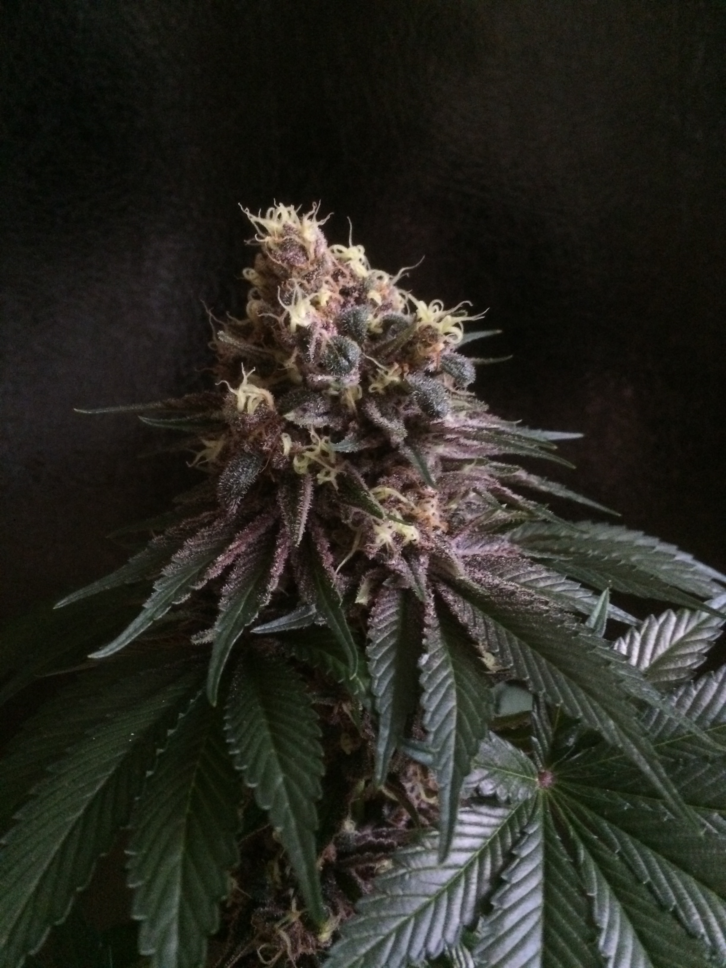 blue bubble gum strain blue bubble gum strain
