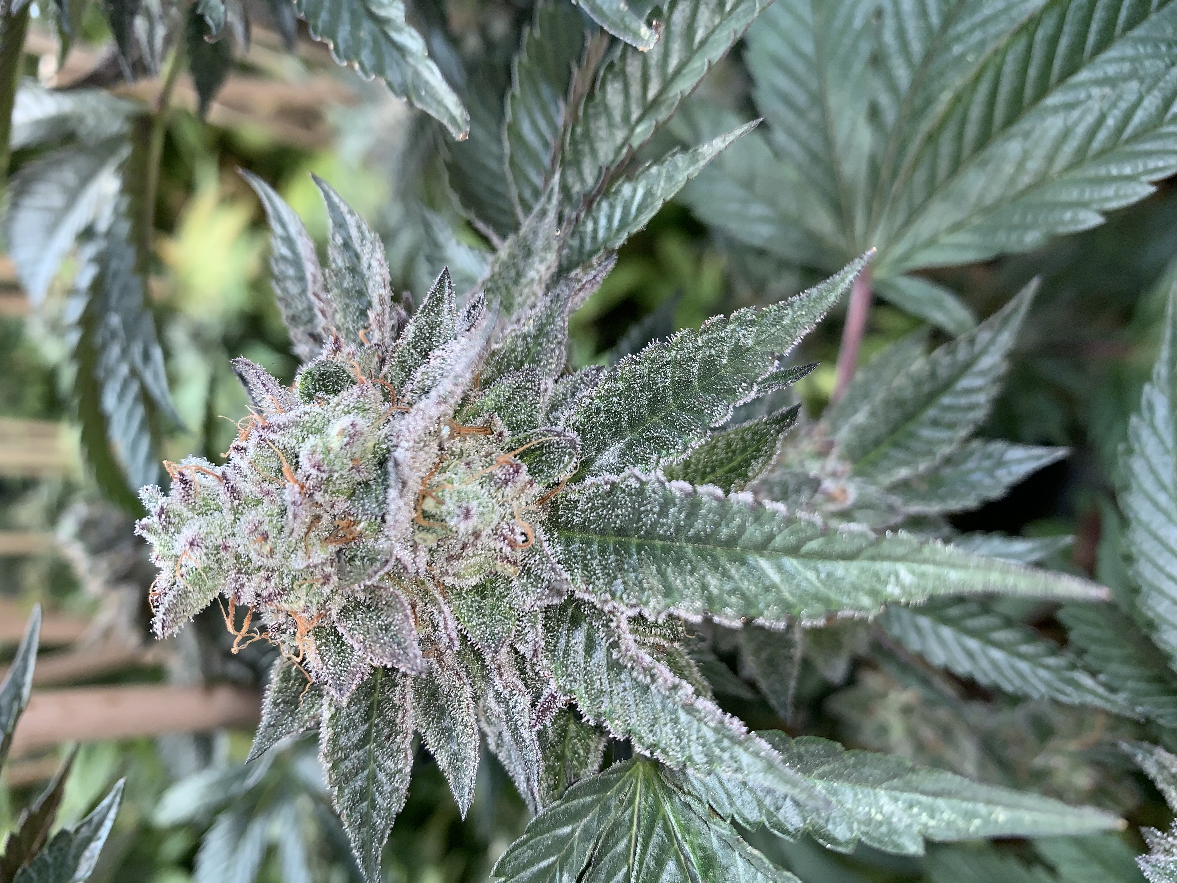 cherry bubble gum strain cherry bubble gum strain