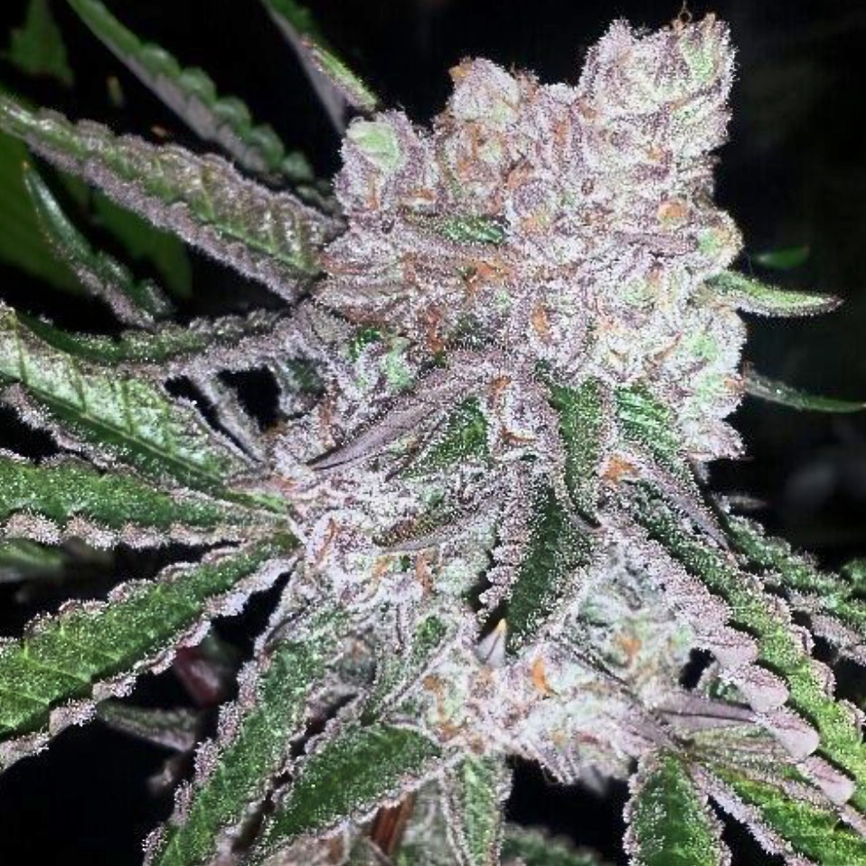 Bubble Gum Boogie2 | MOSCA SEEDS