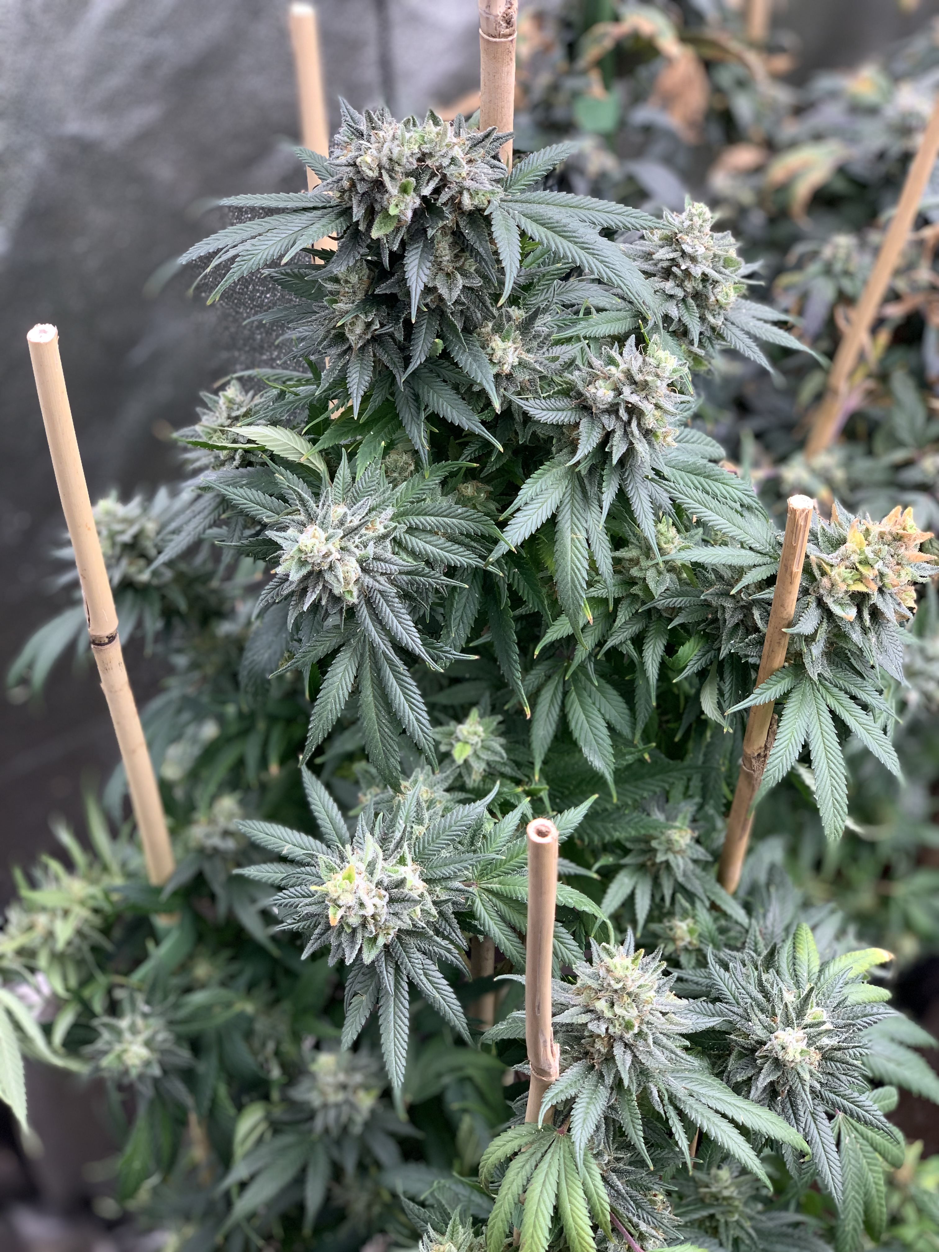 MidnightSpecial | MOSCA SEEDS