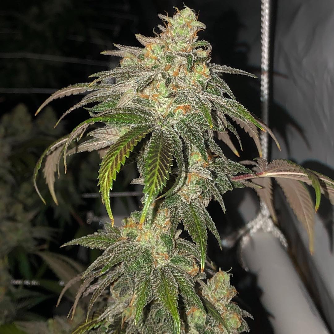 old time bubble gum strain old time bubble gum strain