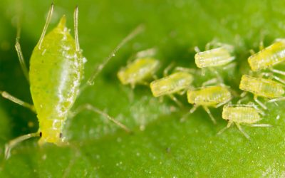 So You Think You Have Aphids?