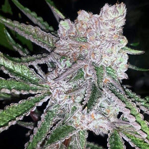 Bubble Gum Boogie indica cannabis seeds