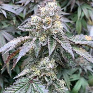 Bubble Gum Party indica cannabis seeds