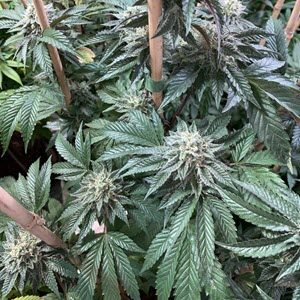 Bubblemint indica cannabis seeds