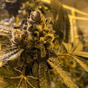 growing cannabis seeds