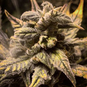 Frosted Skywalker autoflower cannabis seeds