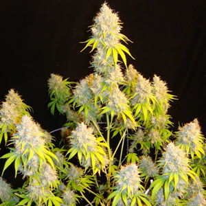 Indian Bubble Gum S1 indica cannabis seeds