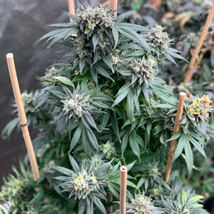 Midnight Special indica cannabis seeds