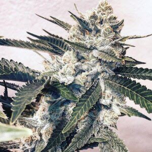 Pink Animal crackers indica cannabis seeds