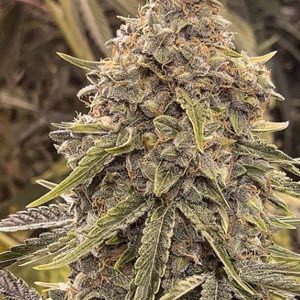 Skywalker BX1 autoflower cannabis seeds