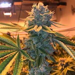 Growing Cannabis Seeds