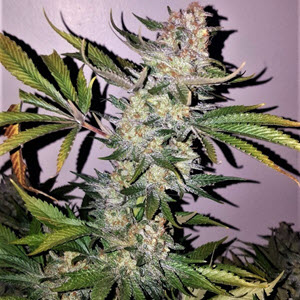 blueberry smoothie indica cannabis seeds
