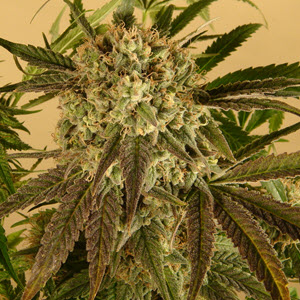 cinderella 99bx sativa cannabis seeds