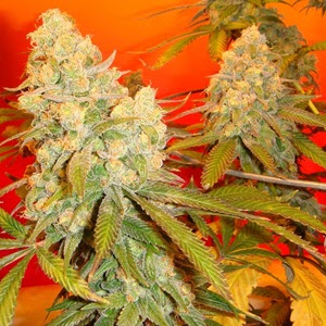 old time bubba kush cannabis seeds