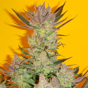 old time moonshine indica cannabis seeds
