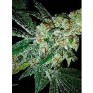 pink gorilla indica cannabis seeds