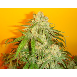 sonic fly indica cannabis seeds