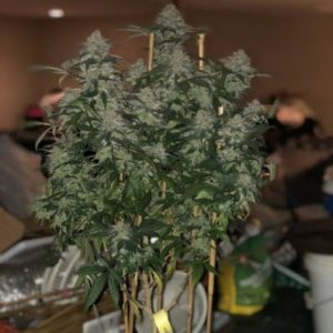 iced cherry cookies indica cannabis seeds