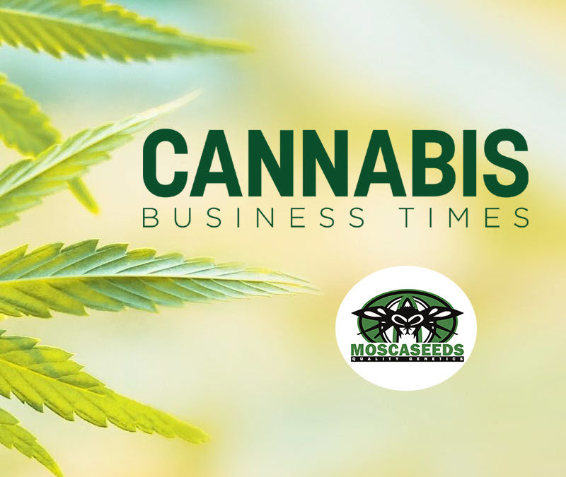 Mosca Seeds Featured in Cannabis Business Times