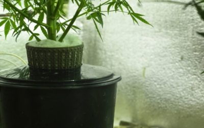 Cannabis Irrigation is a “Drip”