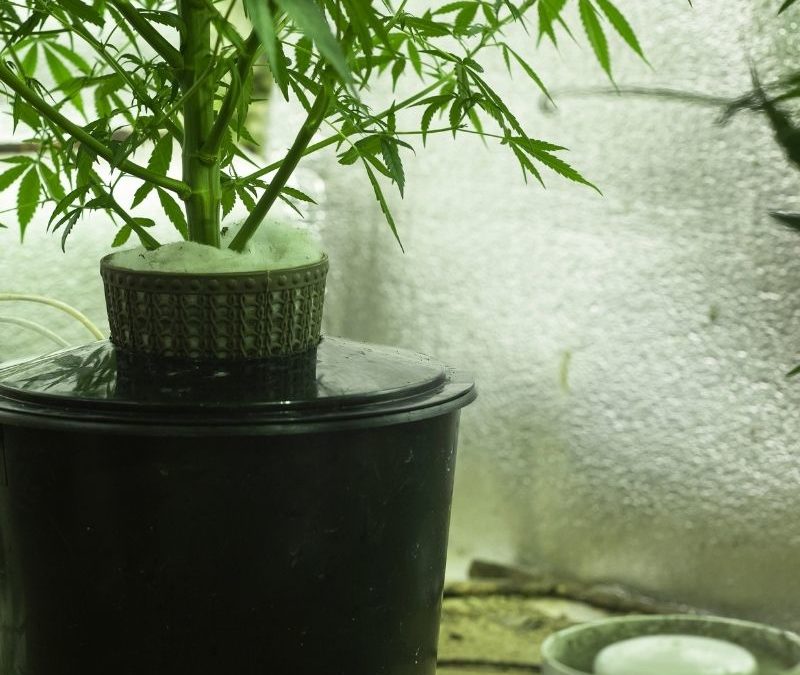 cannabis irrigation