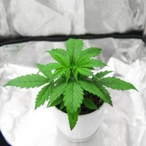 growing cannabis in a grow tent