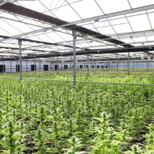 increased cannabis yield