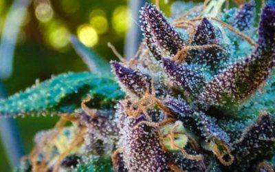 Mainlining Cannabis: Increasing Yields