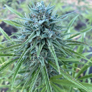 Canataloupe Kush cannabis seeds