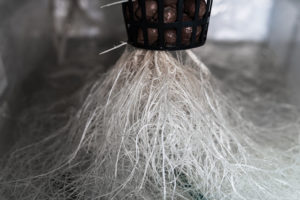 growing hydroponic cannabis