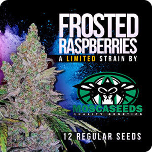 frosted raspberry cannabis seeds
