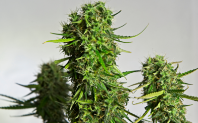 What Does Autoflowering Cannabis Seeds Mean?