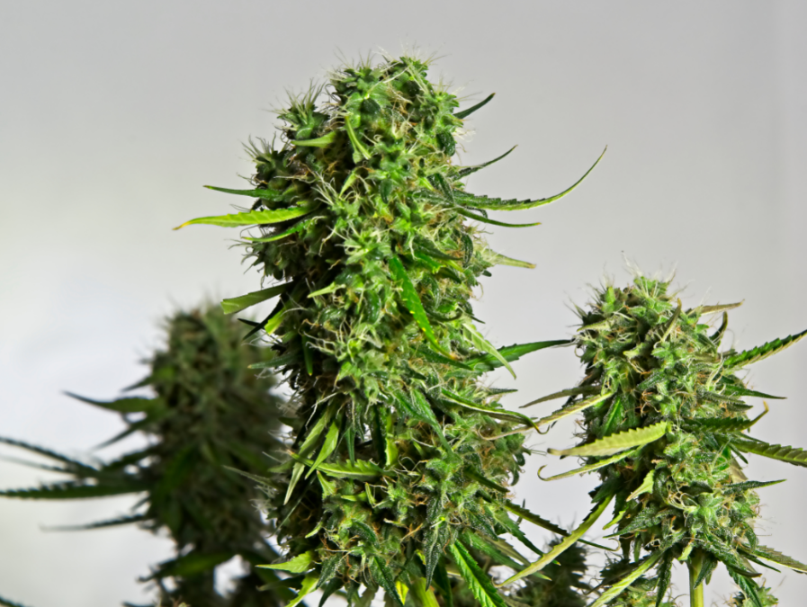 What Does Autoflowering Cannabis Seeds Mean?