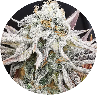 Mosca Seeds - Cannabis Seeds - Grow Your Own Weed