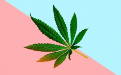 How to Identify Male vs. Female Cannabis and Why It’s Critical