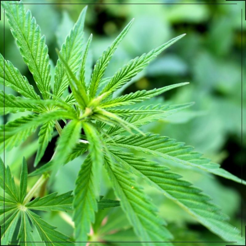 using Phosphorus for Cannabis nutrients