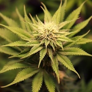Identifying Male and Female Cannabis
