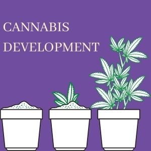 stages of cannabis development