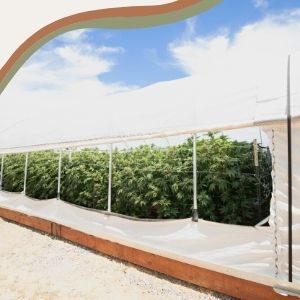 Cannabis grown outdoors