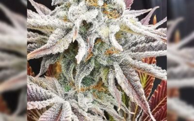 Cannabis Business Times Features Mosca Seeds: Cherry White