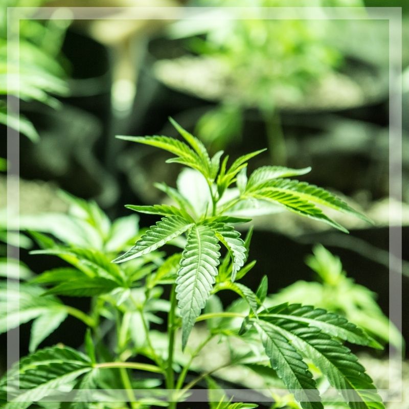 Craft Growing Cannabis