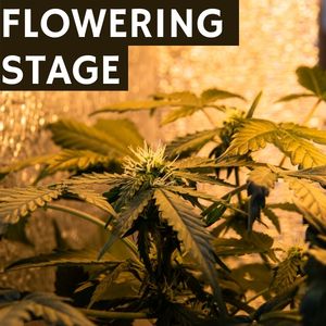  growing cannabis