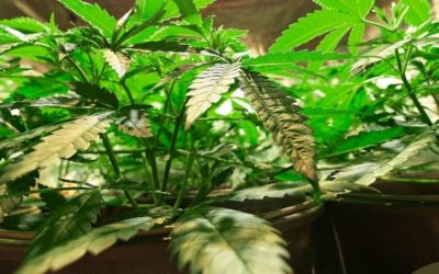 What’s the Difference Between Indoor and Outdoor Grown Cannabis?