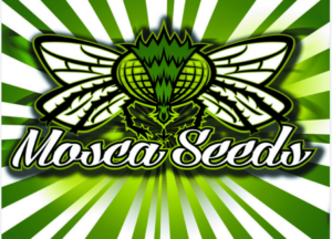 mosca cannabis seeds