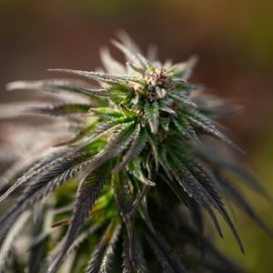 growing feminized cannabis plants