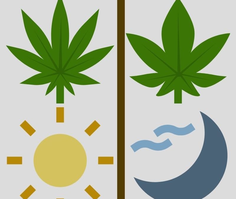 Whatâ€™s the Difference between Indica and Sativa?