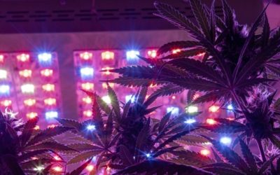 Best LED Grow Lights